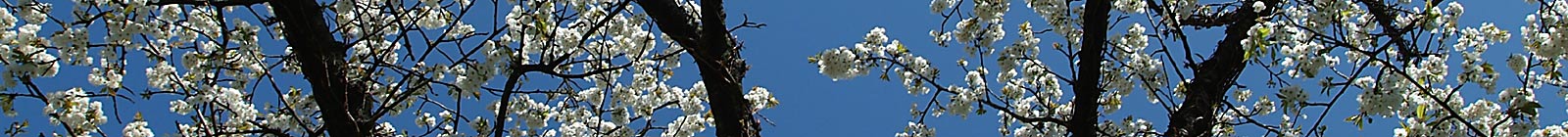 Easter Cherry tree blossoms Banner