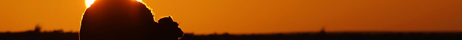Camel escaping in red sun.