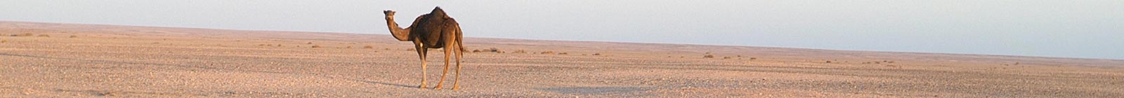 Dromedary, Western Sahara