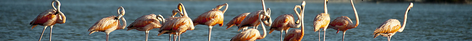 Flamingos Rio Lagartos, Yucatan - Banner