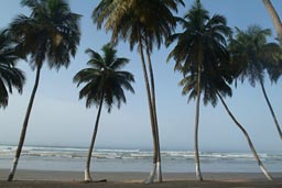 Ghana, swaying palm trees.