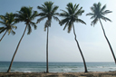 5 Palm Trees, beach in back. Near Princes Town