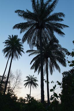 Black Palm trees against deep blue evening sky, Jemberem, Guinea Bissau.