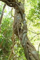 Twisted lianae, forest, Jemberem, Guinea Bissau.