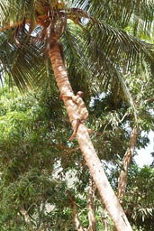 Boy climbs a palm tree to fetch coconuts, Guinea Bissau.