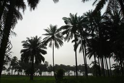Palm trees, dark against pale sky, rice fields, on Koba plage beach, Guinee|Guinea Conakry .