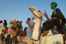 Tuareg gathering on camels.