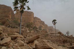 Bandiagara Escarpement Dogon Country near Guiminie, Mali, Palm Trees, Harmattan.