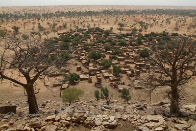 Dogon village of Telly, 2 baobabs, the dunes behind. 