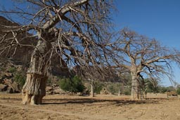 Two huge baobabs, dry milet fields south of Dogon Escarpement. Blue sky.