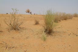 Sand and Harmattan are back. Sahara scrub near Gao.