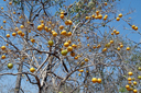 Dry oranges in la brousse, Sahel, Mali.