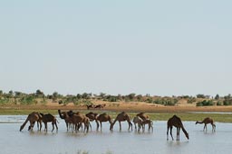 Camels Waterhole, Mauritania