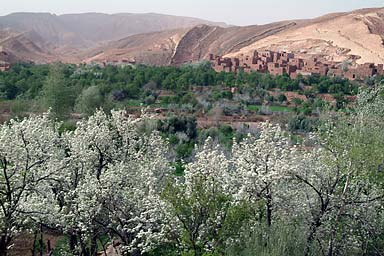 Spring in the oasis valley