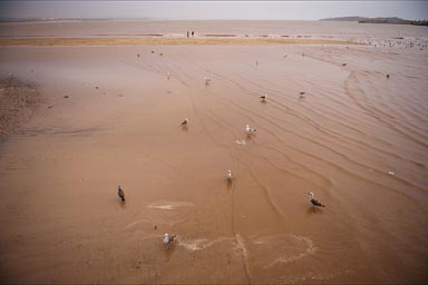 Brown Essaouira Bay. Birds in brakish water.