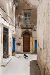 Small bright alley in Essaouira, cat.