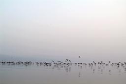 Lake Galilee, 1000 birds prepare to land.