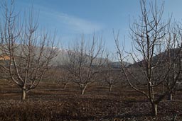 Apple trees, winter, Mount Hermon in back, near Majdal Shams.