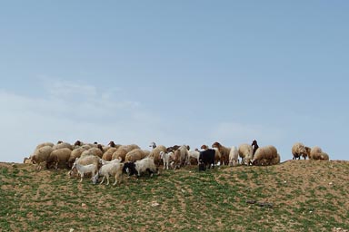 Sheep and goats, Palestine.