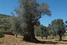 Old olive trees, Palesitine.