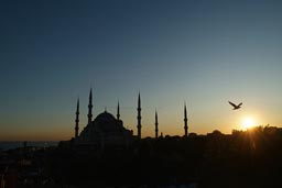 Sunset over Blue Mosque Istanbul. Seagull.