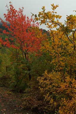 Yeni Rabat trail, red and yellow trees in autumn colours.