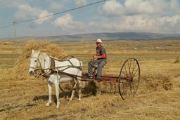 Cildir Golu, hay raked by horse cart. Turkey eastern Anatolia.