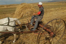 Lake Cildir, Young Man on horse cart, raking hay.