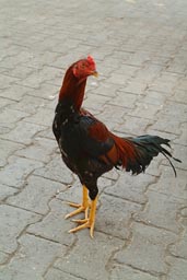 Rooster on street, Mardin Turkey.