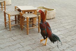 Rooster in street cafe.