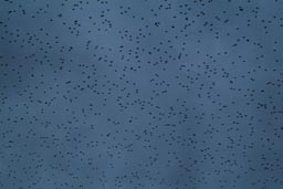 Birds, in nighty sky.