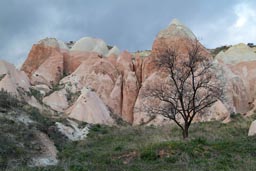 Tree in Cappadokia landscape.