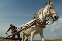 Horse pulled rake cart, Anatolia, making hay.