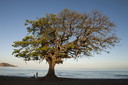 Tree Brasilito beach, Costa Rica, morning.