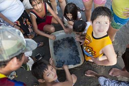 El Zonte, El Salvador, hatched turtles, 15 days old in a basin, about to be set free in the ocean, exited kids.