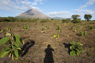 San Cristobal volcano, Nicarague, a field of teca, teak trees, in the making?