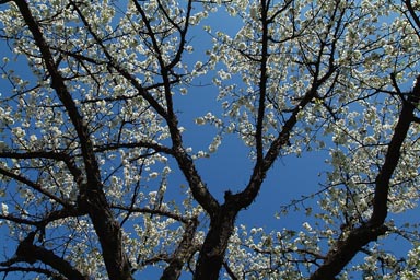 Easter, old cherry tree in full bloom, blossom, blue sky.