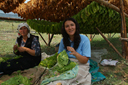 Drying Tabac leaves, Southern Bulgaria.