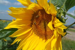 Fields of sunflowers, honey bees, France.