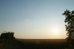 Corn field, setting sun. Hungary.