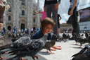 under pigeons, Milan.