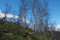 Birche woods, Norway, north.