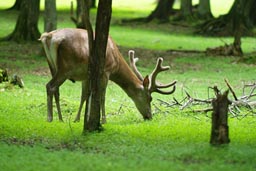 Deer, Poland, National Park.