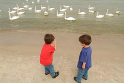 Boys: what do with the swans?