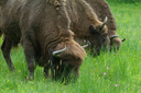 Near Bialowieza. Bisons.