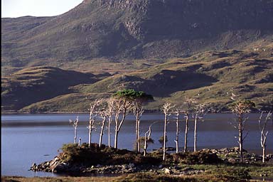 Loch and trees