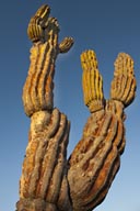Cardon Cactus, Baja California.