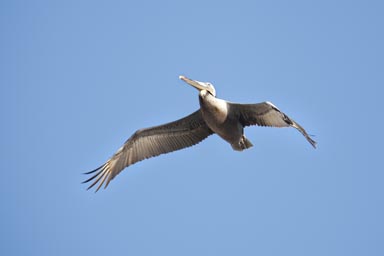 Southern California, single pelican.