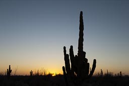 Cardon Cactus sunset Baja California.