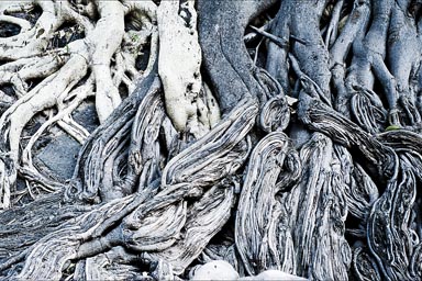 Black and white stems and trunks of tree for an art of roots, Hacienda San Miguel, Batopilas, Mexico.